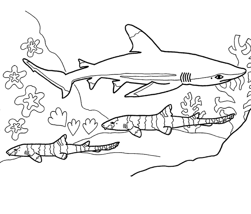 Shark coloring pages | animals coloring pages | color printing 