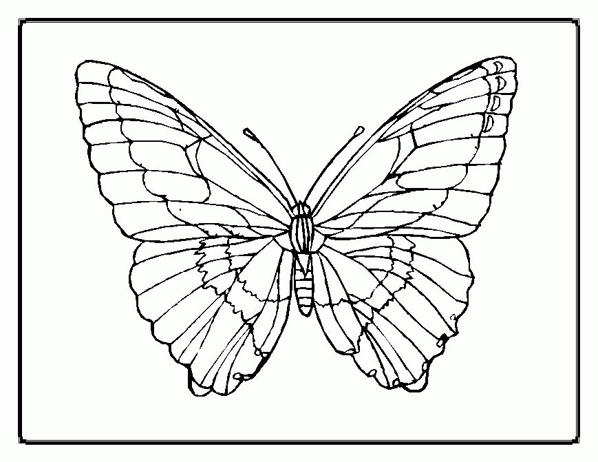 Butterflies To Color | Free coloring pages