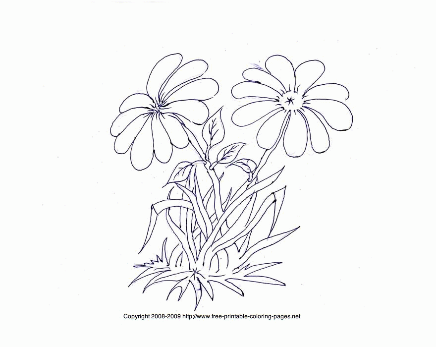 Free Printable Flower Coloring Pages For Adults