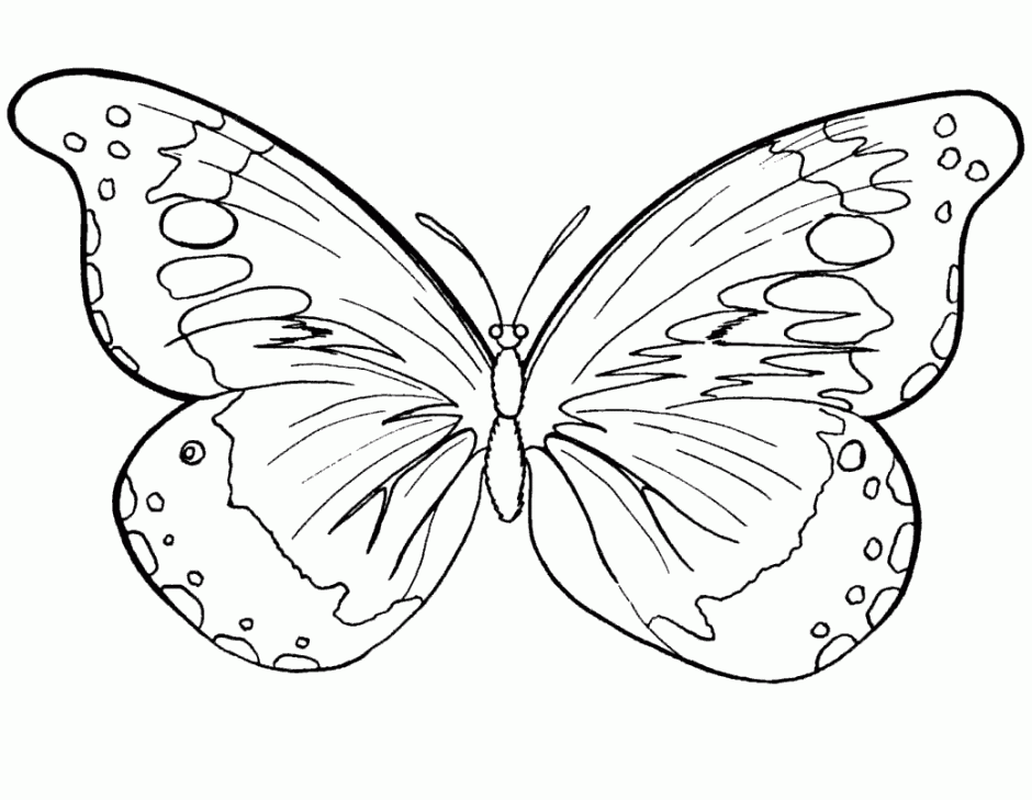 Butterflies And Insects Coloring Pages 15 Butterflies And 292784 