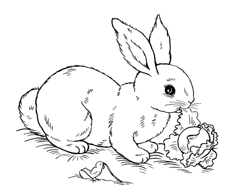 Easter Rabbit Coloring Pages | BlueBonkers - Lettuce Rabbit free 