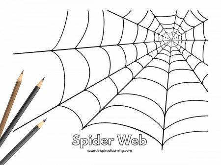 Spider Web Coloring Pages - Nature ...