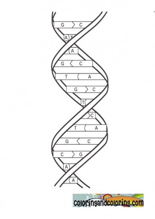 Dna Color Sheet Dna Coloring And More Sketch Coloring Page