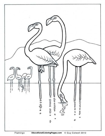 Birds Book One - Educational Fun Kids Coloring Pages and Preschool ...