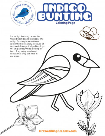 Indigo Bunting Coloring Page - Bird Watching Academy