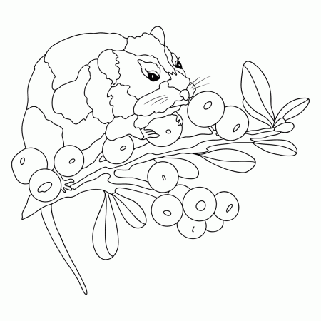 Good little mouse - Mice coloring pages for Adults online