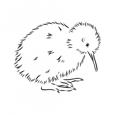 kiwi bird vector sketch 17050427 Vector Art at Vecteezy