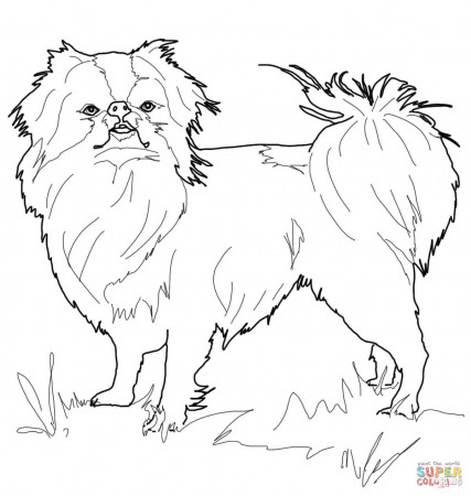 Japanese Chin coloring page | Free Printable Coloring Pages