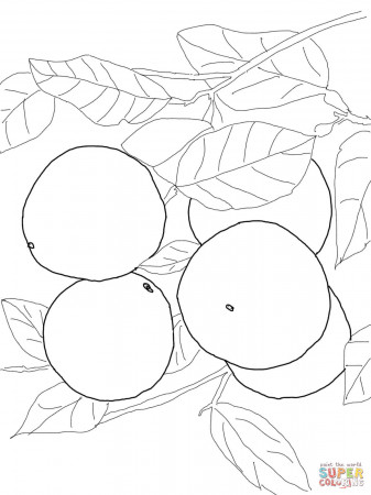 Grapefruits on Tree coloring page | Free Printable Coloring Pages