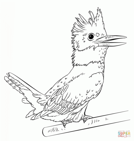 Belted Kingfisher coloring page | Free Printable Coloring Pages