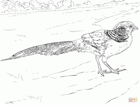 Golden Pheasant Walking coloring page | Free Printable Coloring Pages