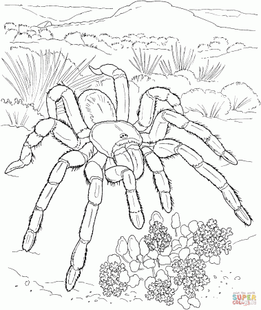 Desert Tarantula coloring page | Free Printable Coloring Pages