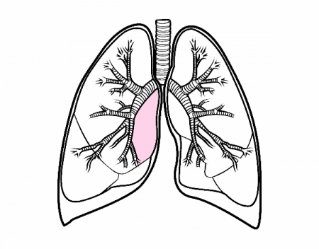 Colored page Lungs and bronchi painted by User not registered