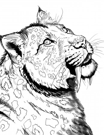 Saber Tooth Tiger Coloring Page Animal Color Pages - Etsy