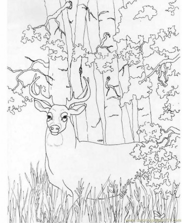 deer coloring pictures to print | free printable coloring page Whitetail  Deer (Mammals > Deer) | Deer coloring pages, Animal coloring pages, Animal  coloring books