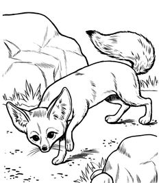 32 Desert Fox Coloring Pages ideas | fox coloring page, desert fox, coloring  pages