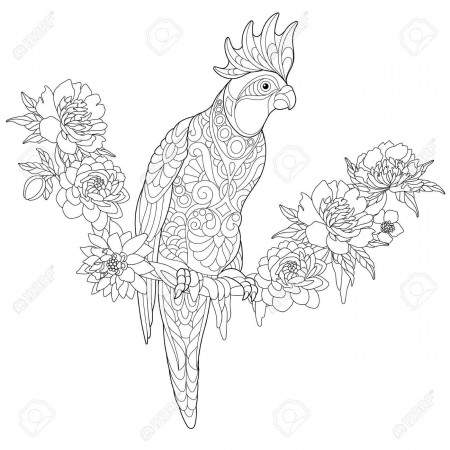 Coloring Book Page Of Cockatoo Parrot Sitting On Tropical Liana With  Flowers Freehand Sketch Drawing For – Stephenbenedictdyson