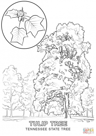 Tennessee State Tree coloring page | Free Printable Coloring Pages | Tree coloring  page, Flag coloring pages, Coloring pages