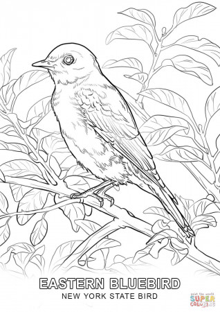 New York State Bird coloring page | Free Printable Coloring Pages