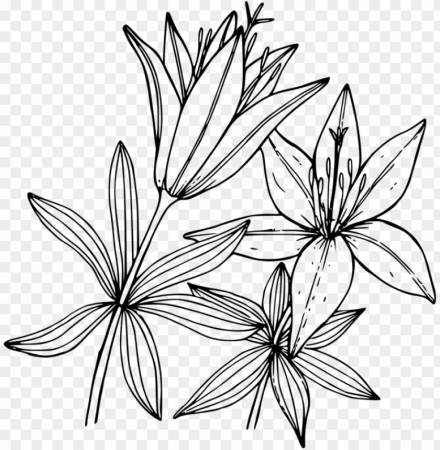 wood lily flower coloring book floral design - lily coloring pages ...