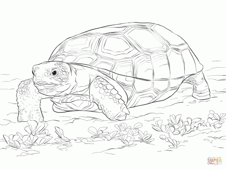 Realistic Gopher Tortoise coloring page | Free Printable Coloring ...