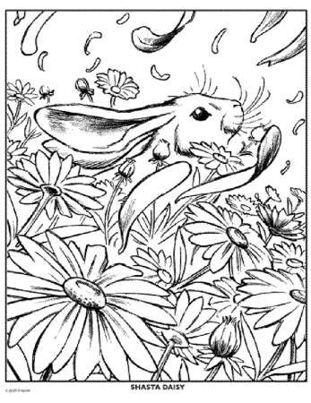 Daisy Flower Coloring Page | crayola.com