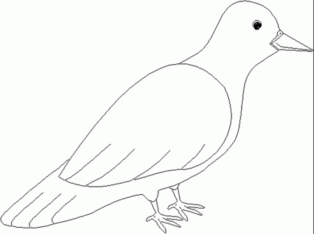 Bird Coloring Pages - Color Book