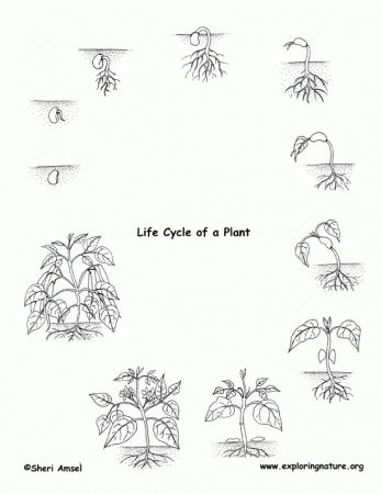 Life cycle of a plant coloring page