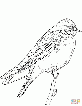 Tree Swallow coloring page | Free Printable Coloring Pages