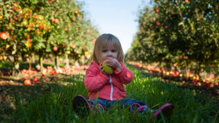 U-Pick Apple Orchards Near Boston That You'll Love - Tinybeans