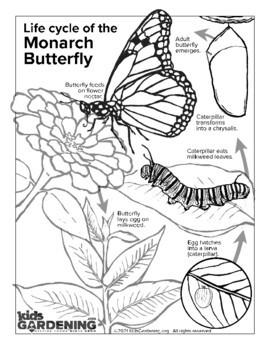 Butterfly Life Cycle Coloring Page Teaching Resources | TPT