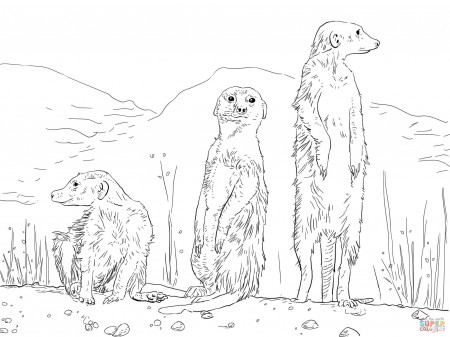 Meerkats coloring pages | Free Coloring Pages