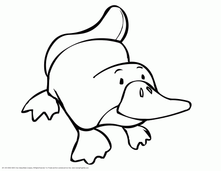 Australian Animals - Coloring Pages for Kids and for Adults