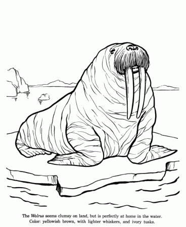 Animal Drawings Coloring Pages | Walrus animal identification drawing and coloring  pages | HonkingDonkey