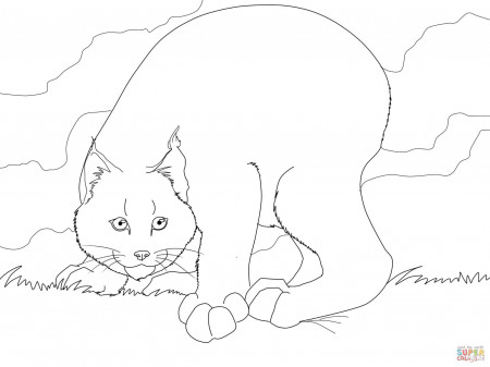 Canadian Lynx coloring page