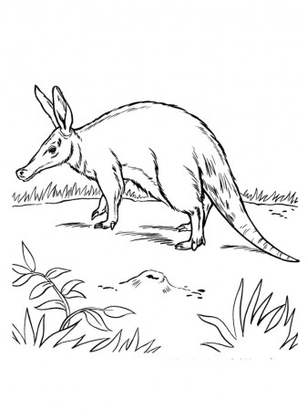 Free Aardvark coloring pages. Download and print Aardvark coloring pages