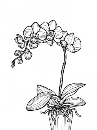 Coloring Book Firmly rooted plant printable and online