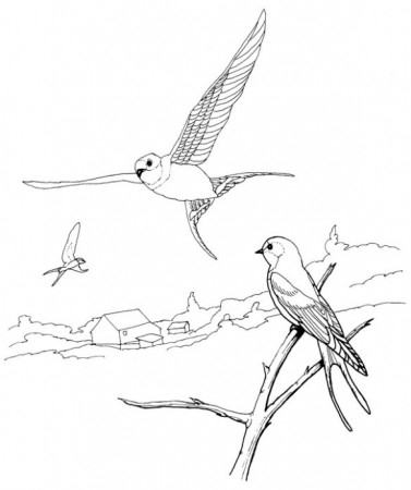 Barn Swallow Coloring Page | CreativeTherapyTools