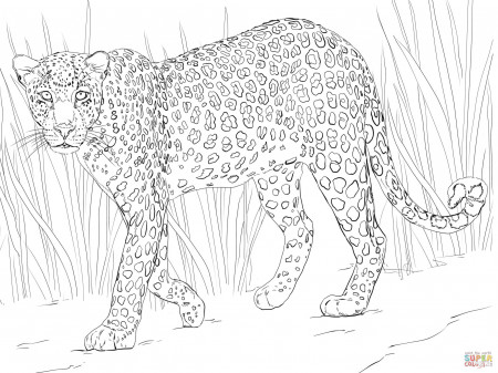 African Leopard coloring page | Free Printable Coloring Pages