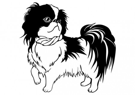 Coloring Page dog - Shih Tzu - free printable coloring pages - Img 29834