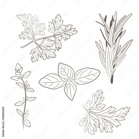 Vector fresh parsley, thyme, rosemary, and basil herbs. Aromatic leaves  used to season meats, poultry, stews, soups, Bouquet granny Stock Vector |  Adobe Stock