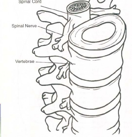 chiropractic coloring page | Chiropractic care facts, Chiropractic, Coloring  pages
