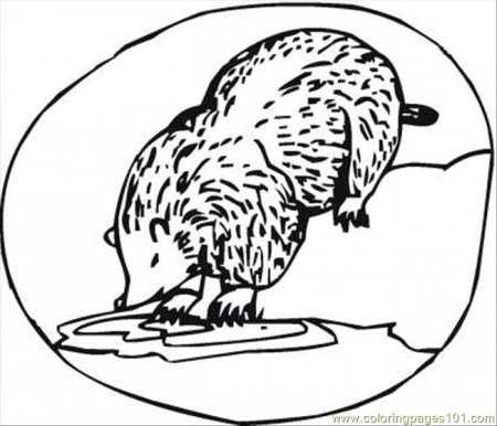 Badger Drinks Coloring Page Coloring Page - Free Drinks Coloring ...