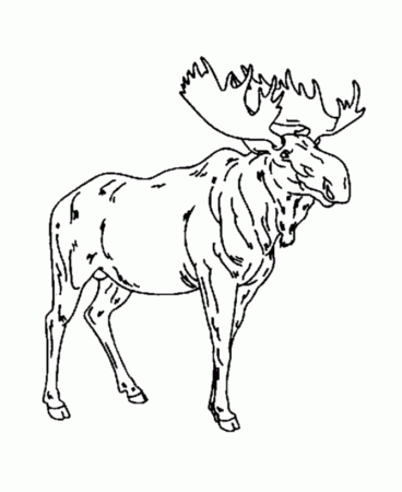 Step by Step to Color Moose Coloring Pages - Toyolaenergy.com
