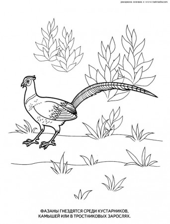 Výsledek obrázku pro bažant omalovánka | Coloring pages, Bird coloring pages,  Color