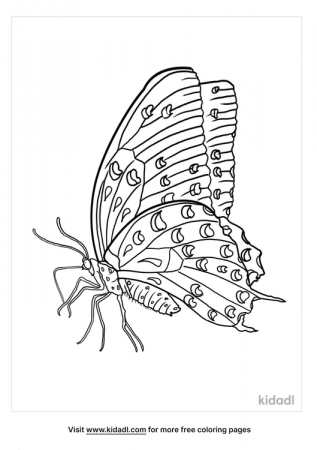 Realistic Butterfly Side View Coloring Pages | Free Animals Coloring Pages  | Kidadl