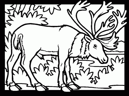 Color Caribou Animals Coloring Pages coloring page & book for kids.