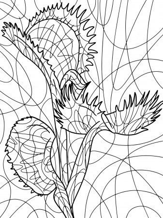 Premium Vector | Venus flytrap houseplant killer freehand sketch antistress  coloring and zentangle coloring book