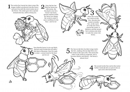 Buzzing Across America: Lessons