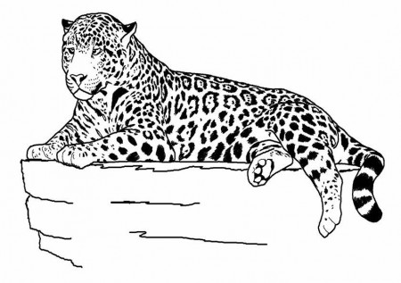 Free & Printable Cheetah Gepard Coloring Picture, Assignment Sheets  Pictures for Child | Parentune.com